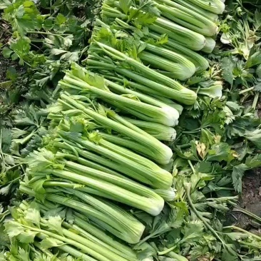 精品西芹大量上市