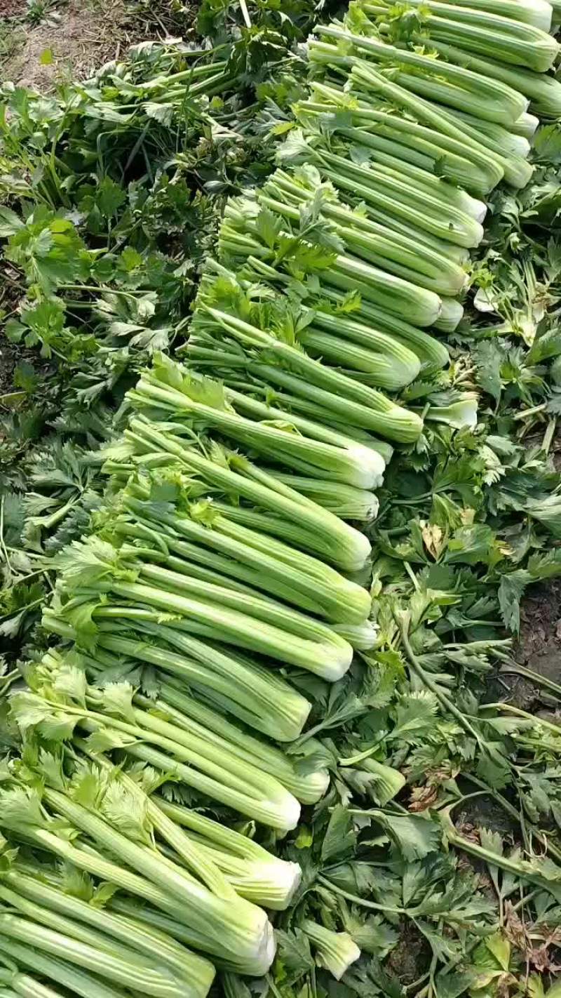 精品西芹大量上市