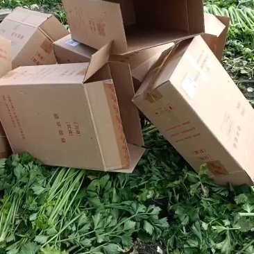 精品西芹大量上市中