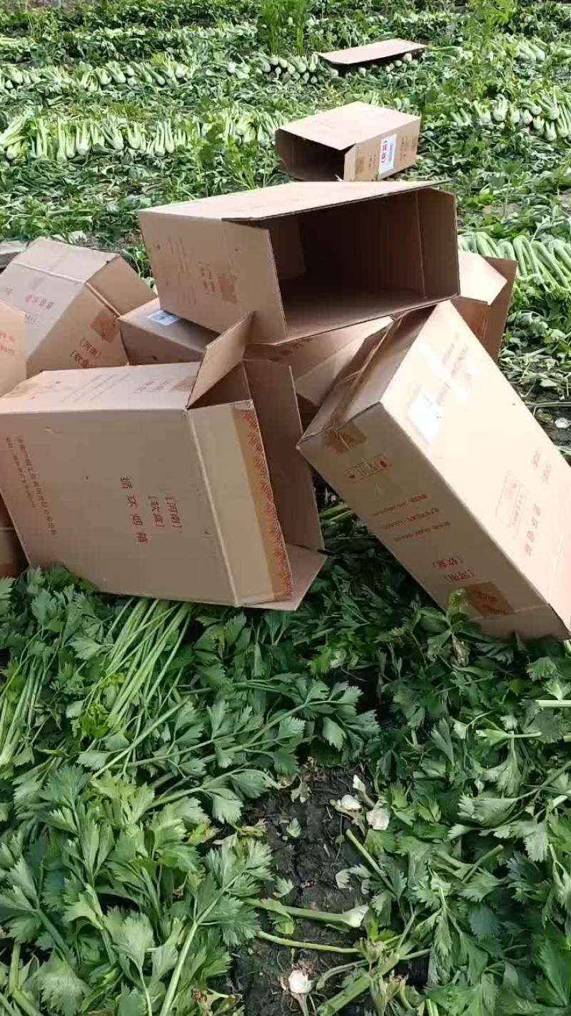 精品西芹大量上市中