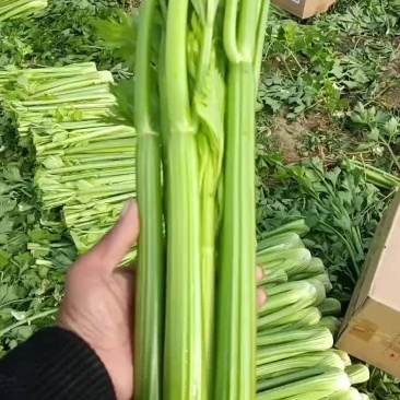 精品西芹