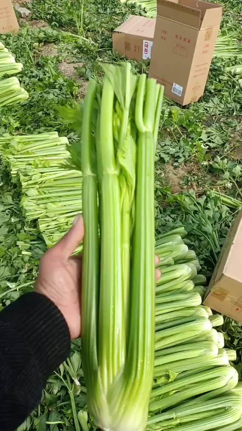 精品西芹