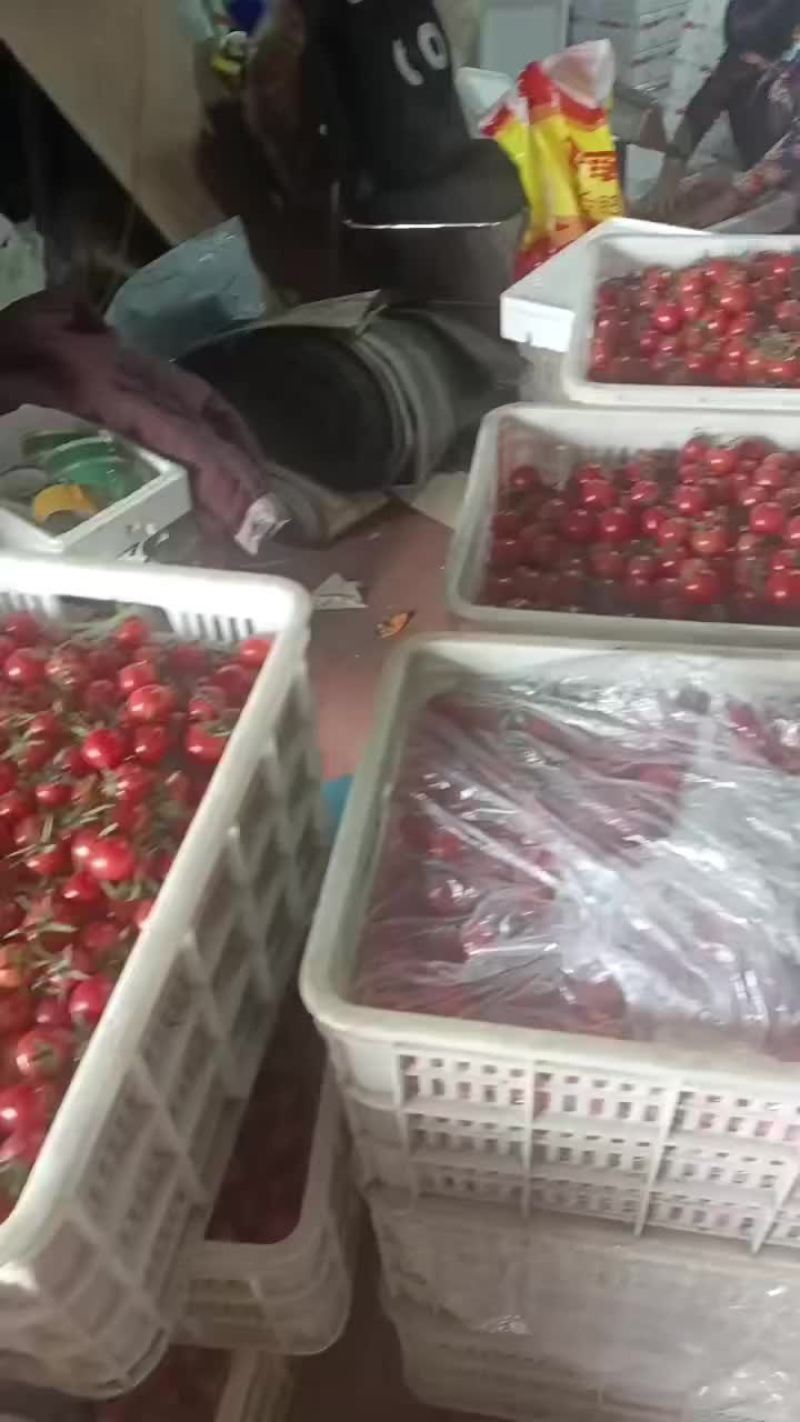 寿光精品四色圣女果
