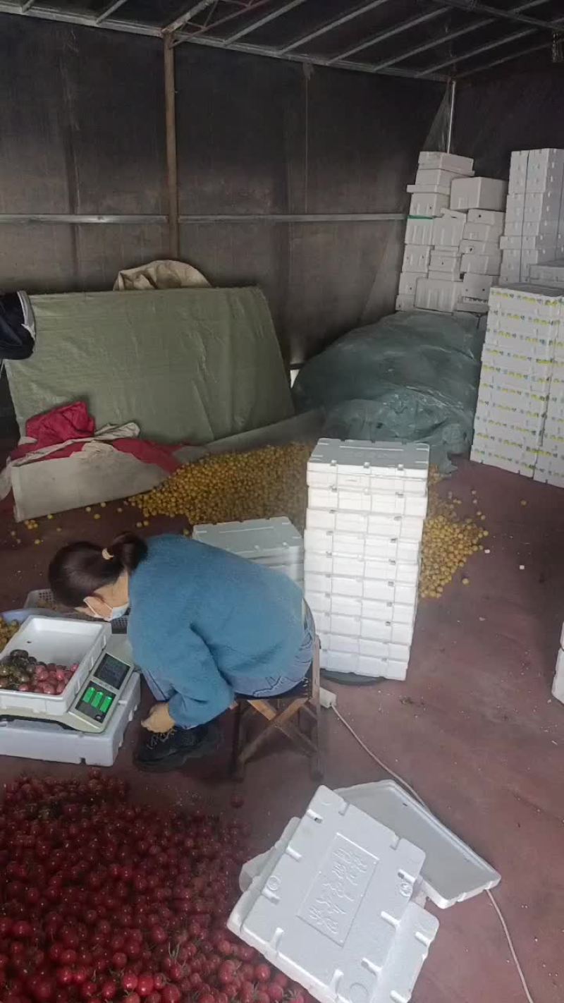 寿光精品四色圣女果