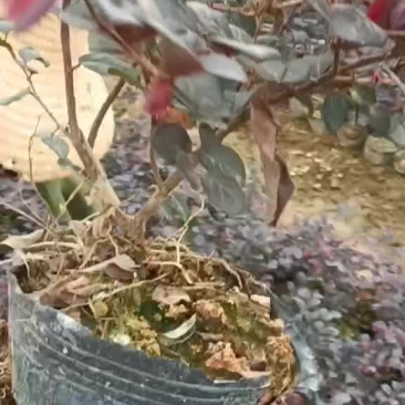 红花继木大杯，矮胖型！