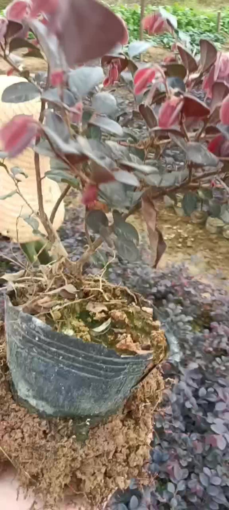 红花继木大杯，矮胖型！