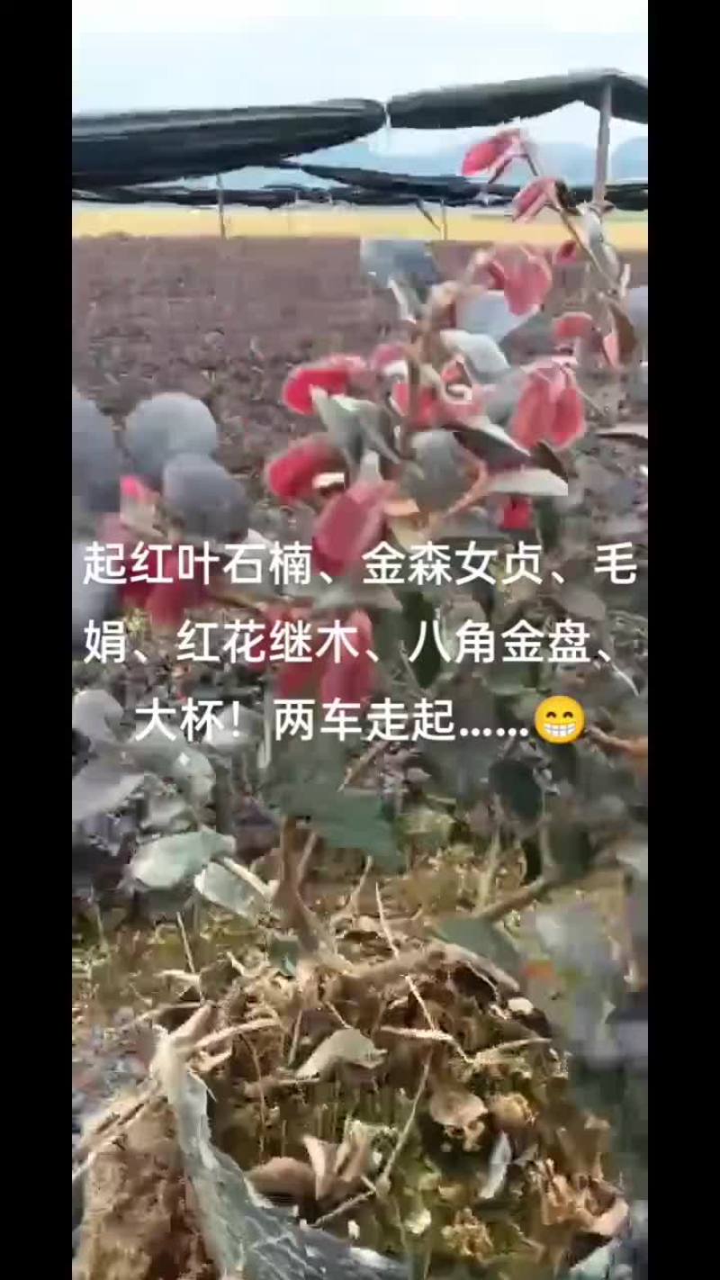 红花继木大杯，矮胖型！