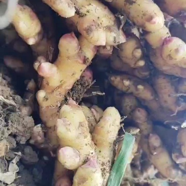 小黄姜