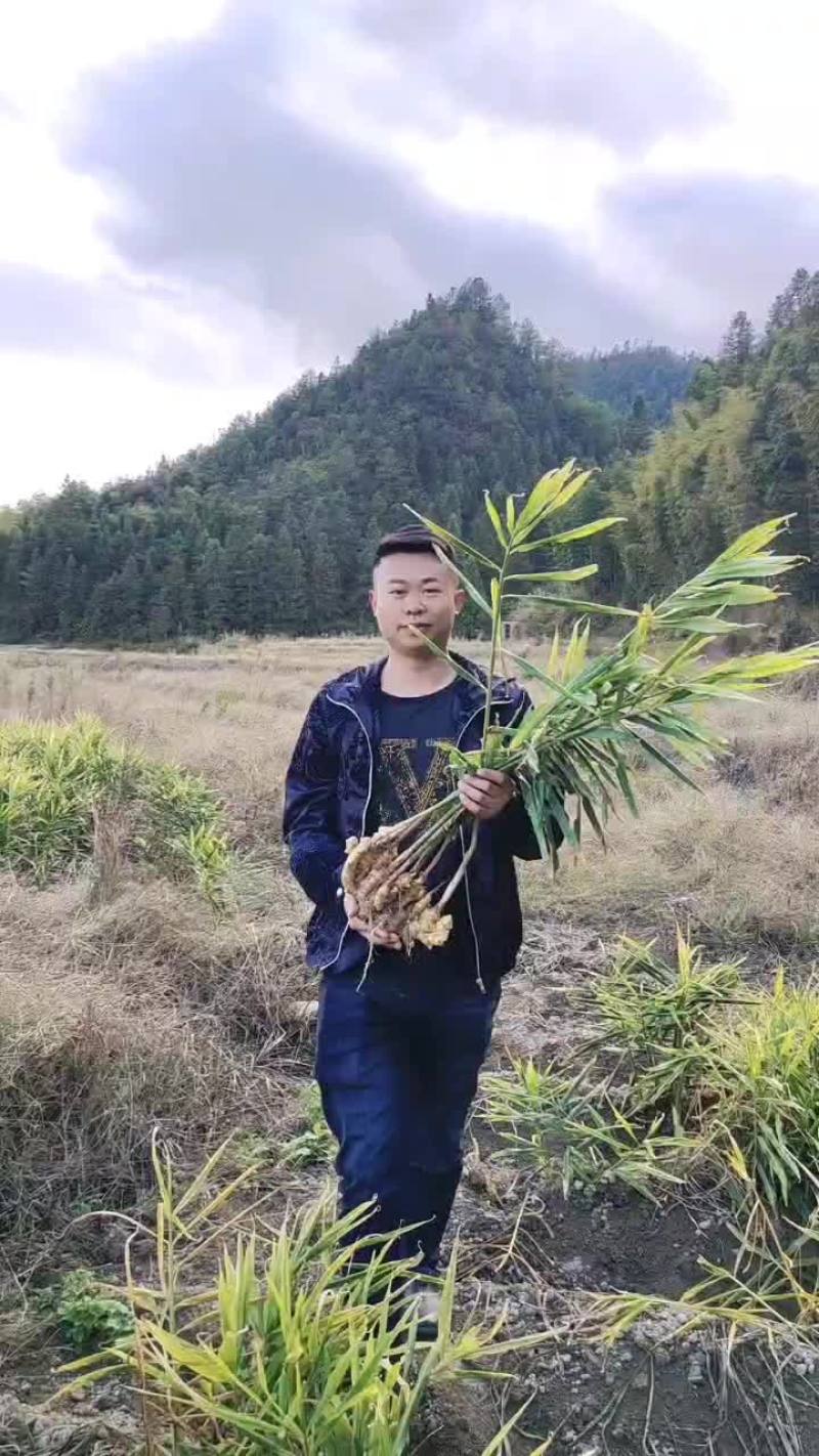 小黄姜
