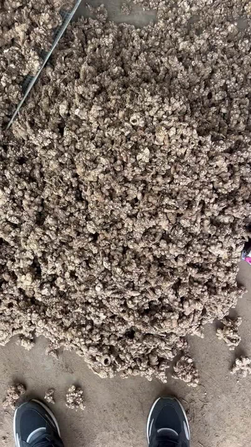 苍术，东北白茬苍术