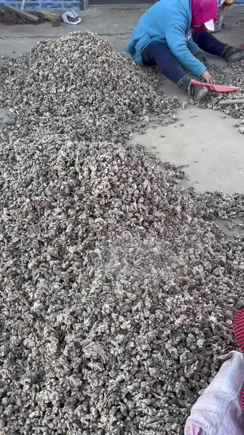 苍术，东北白茬苍术