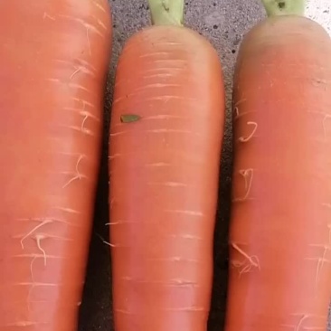 胡萝卜