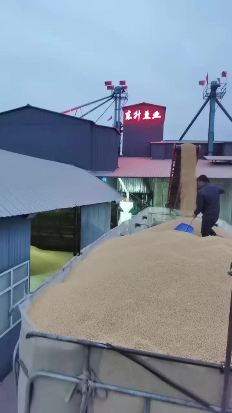 出售黄豆红小豆芽豆