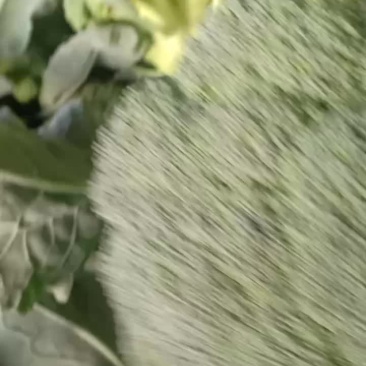 我们经营西兰花大量上市