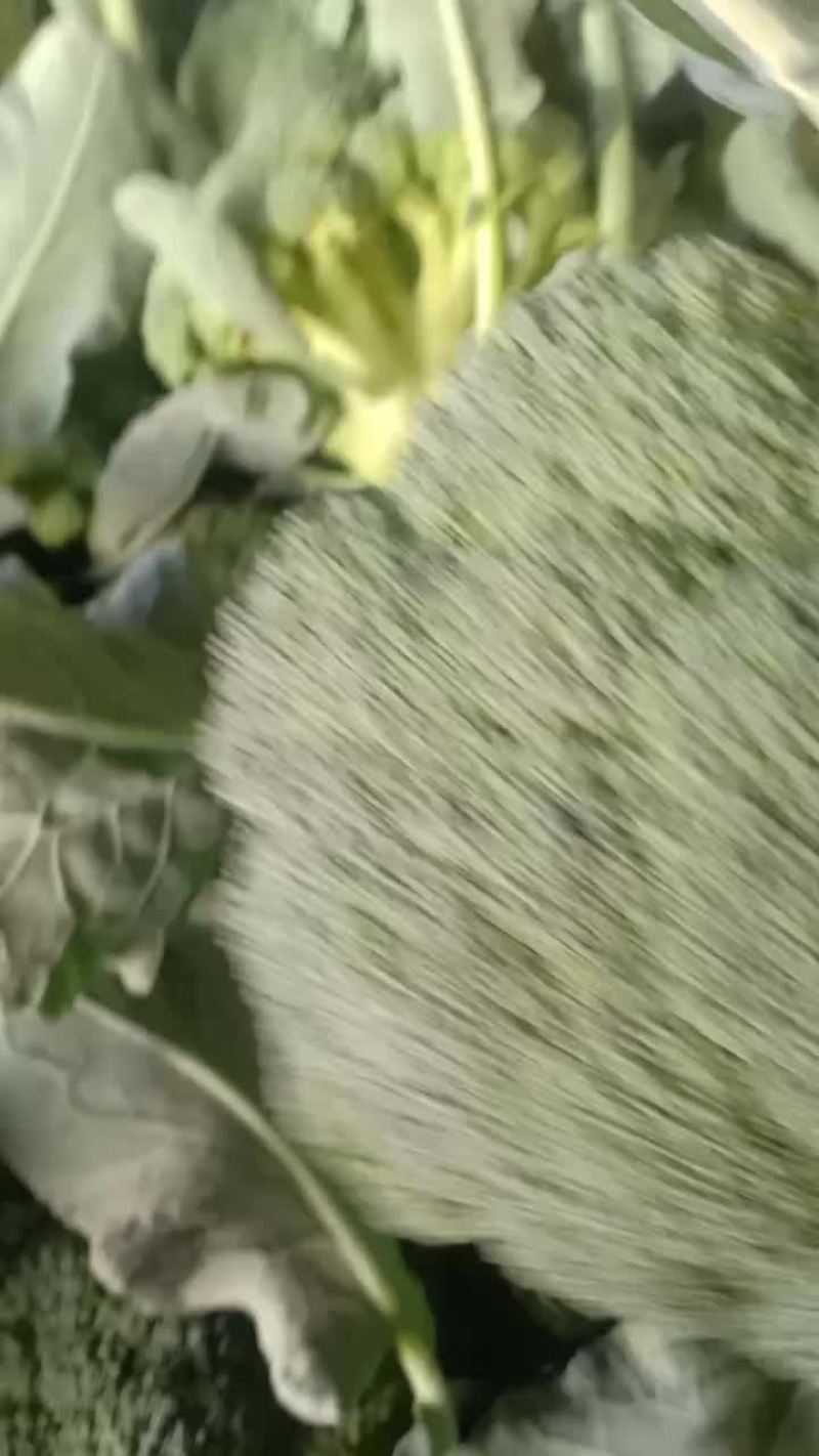 我们经营西兰花大量上市