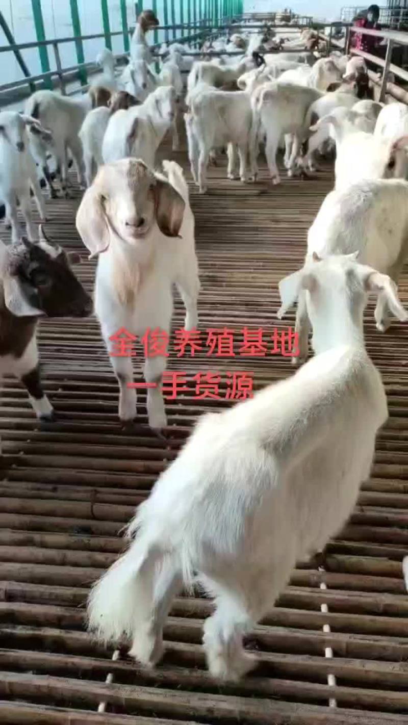 白山羊波尔山羊羊苗各种品种的育种羊头胎母羊