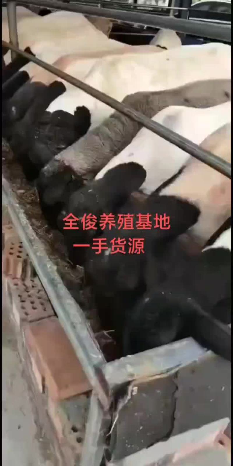 波尔山羊白山羊波尔山羊小尾寒羊黑山羊羊苗