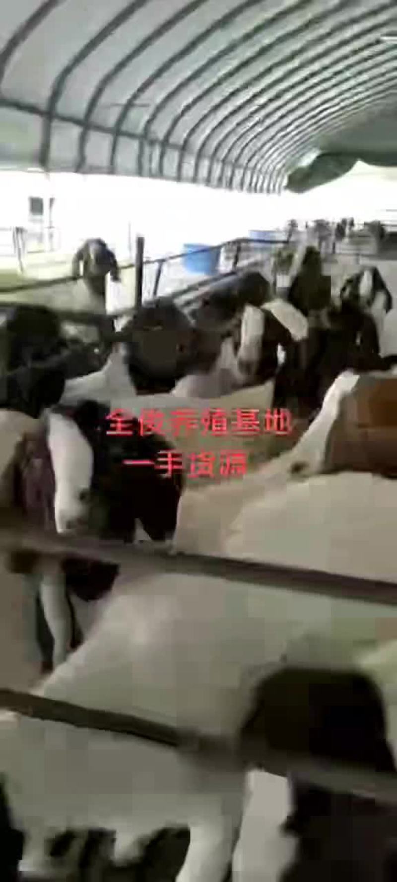 波尔山羊白山羊波尔山羊小尾寒羊黑山羊羊苗
