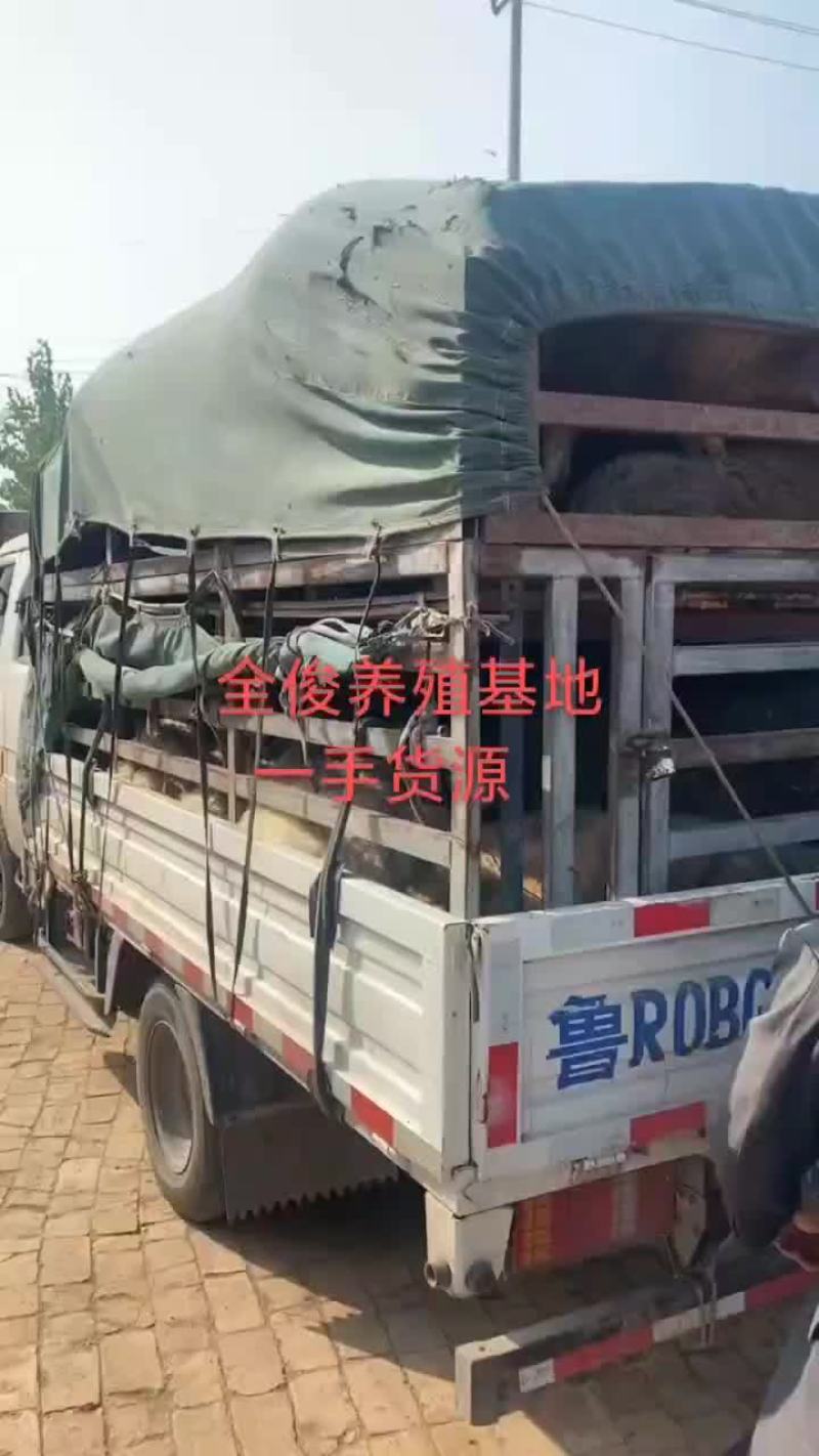 波尔山羊白山羊波尔山羊小尾寒羊黑山羊羊苗