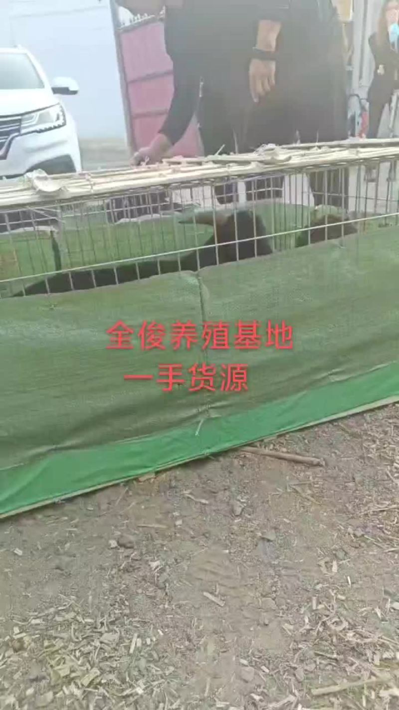 波尔山羊白山羊波尔山羊羊苗各种育种羊头胎母羊
