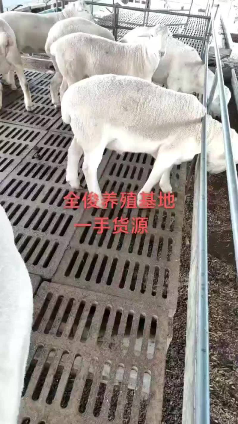白山羊波尔山羊种公羊小尾寒羊黑山羊杜波杂交
