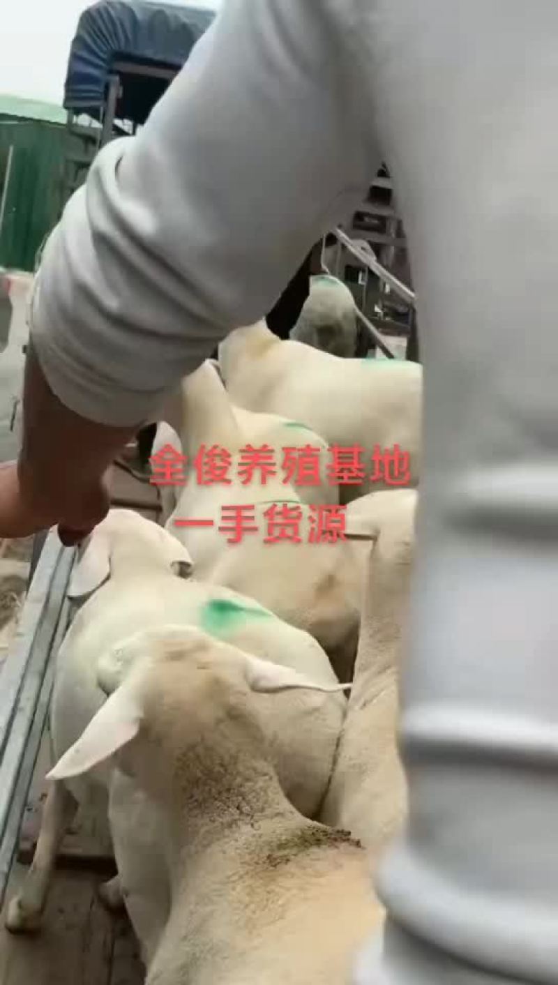 白山羊波尔山羊种公羊小尾寒羊黑山羊杜波杂交