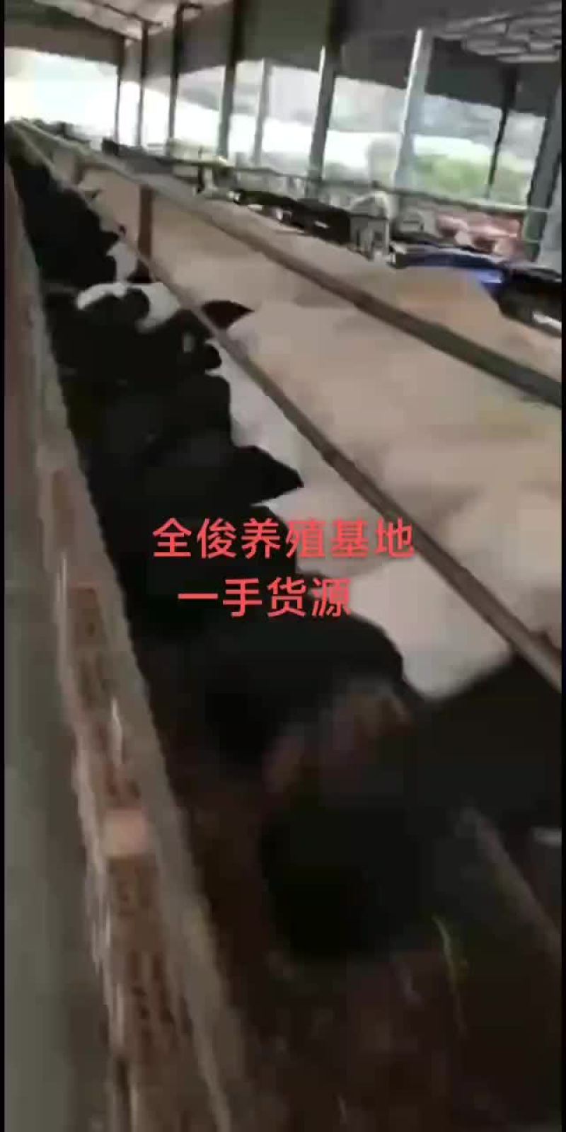 白山羊波尔山羊种公羊小尾寒羊黑山羊杜波杂交