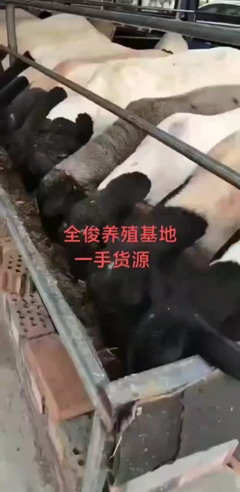 白山羊波尔山羊种公羊小尾寒羊黑山羊杜波杂交
