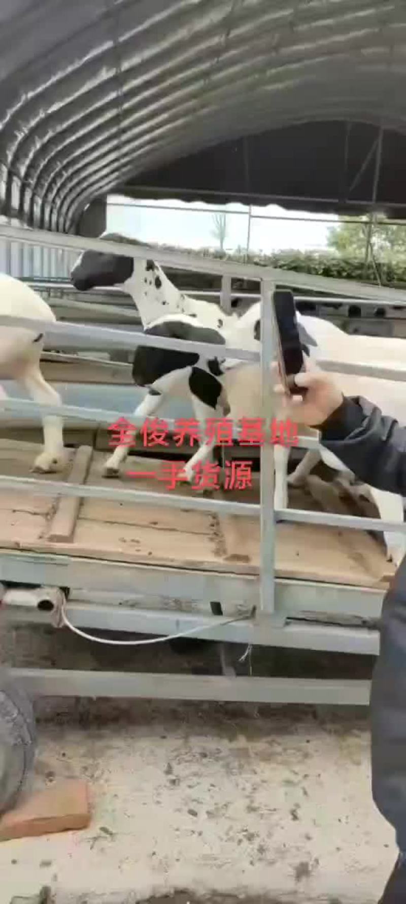 白山羊波尔山羊种公羊小尾寒羊黑山羊杜波杂交