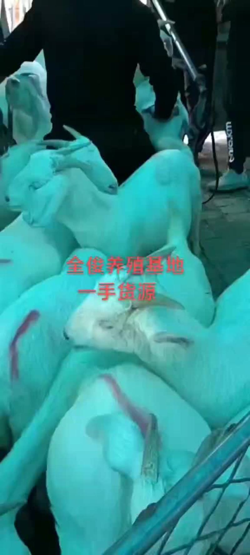 白山羊波尔山羊羊苗各种品种的育种羊头胎母羊