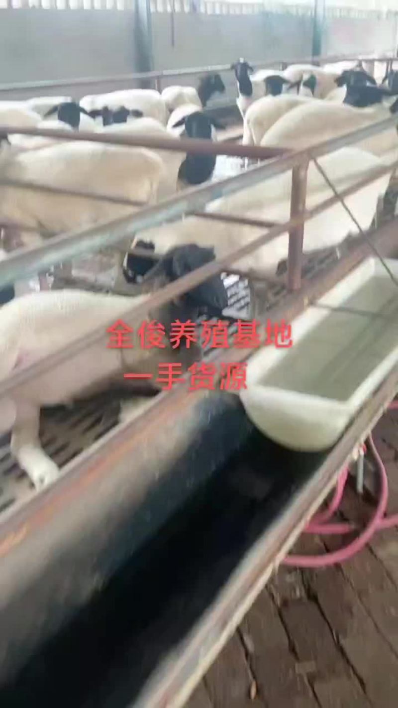 白山羊波尔山羊羊苗各种品种的育种羊头胎母羊