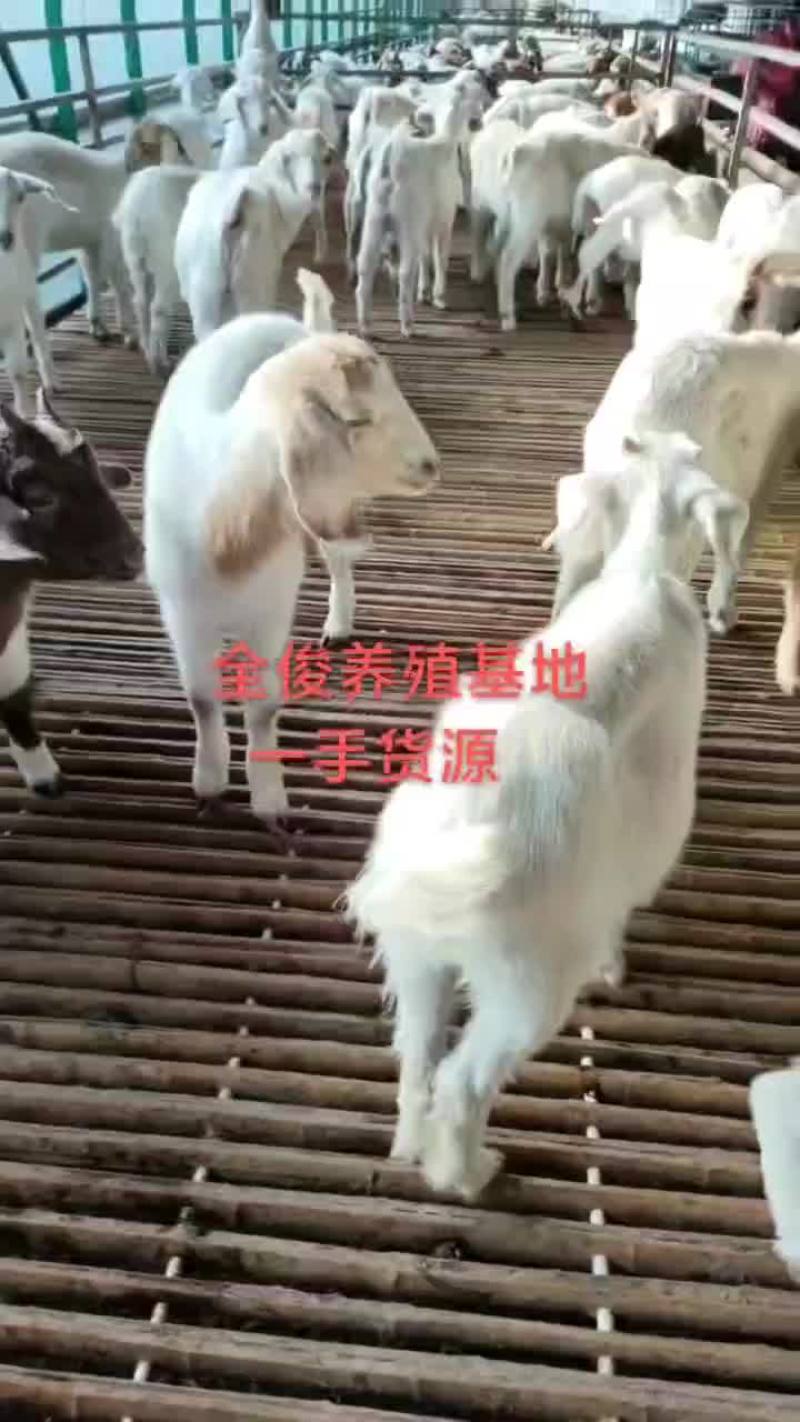 白山羊波尔山羊羊苗各种品种的育种羊头胎母羊