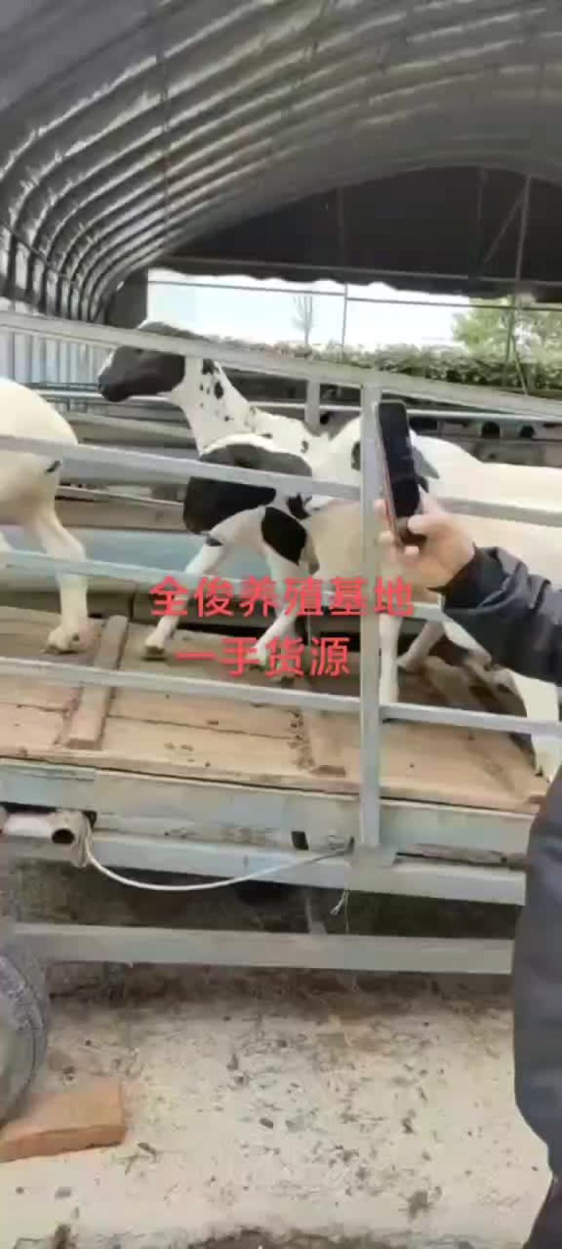 美国白山羊黑山羊波尔山羊种公羊杜波杂交杜寒绵羊