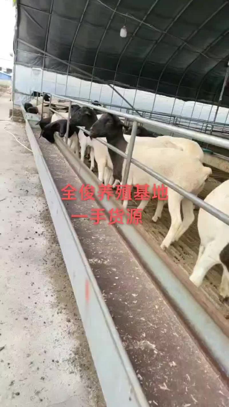 美国白山羊黑山羊波尔山羊种公羊杜波杂交杜寒绵羊