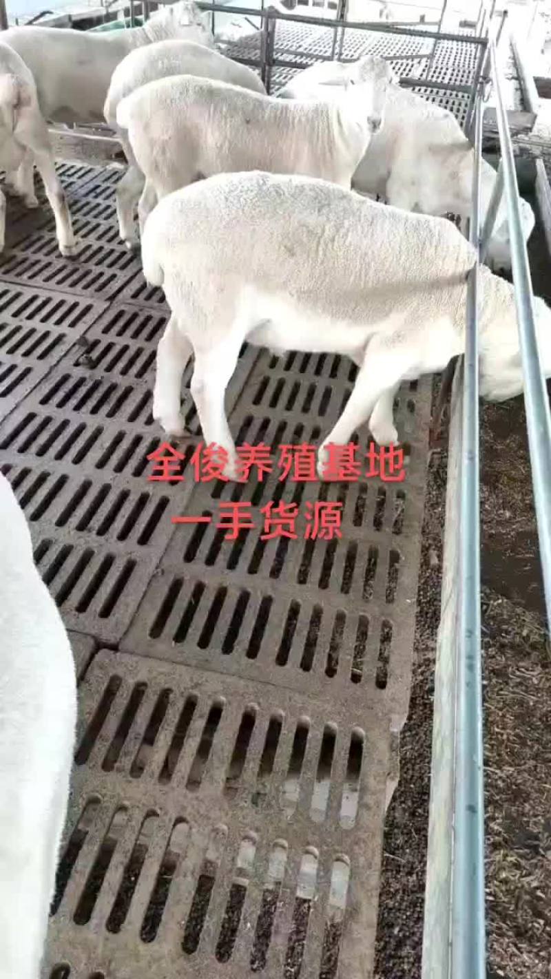 美国白山羊黑山羊波尔山羊种公羊杜波杂交杜寒绵羊