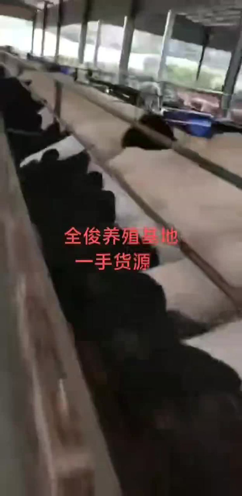 美国白山羊黑山羊波尔山羊种公羊杜波杂交杜寒绵羊