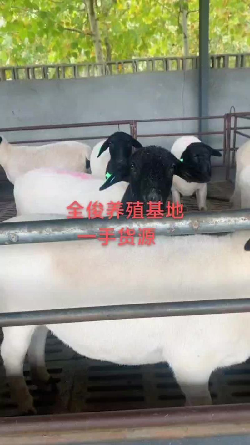 杜泊杂交白山羊波尔山羊种公羊黑山羊羊苗都有