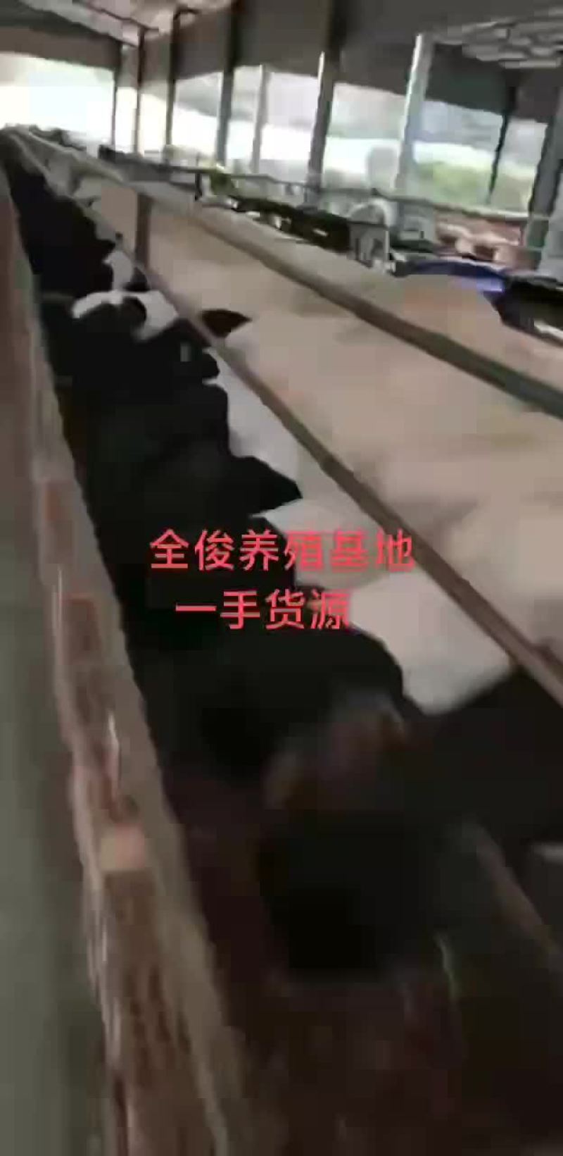 杜泊杂交白山羊波尔山羊种公羊黑山羊羊苗都有