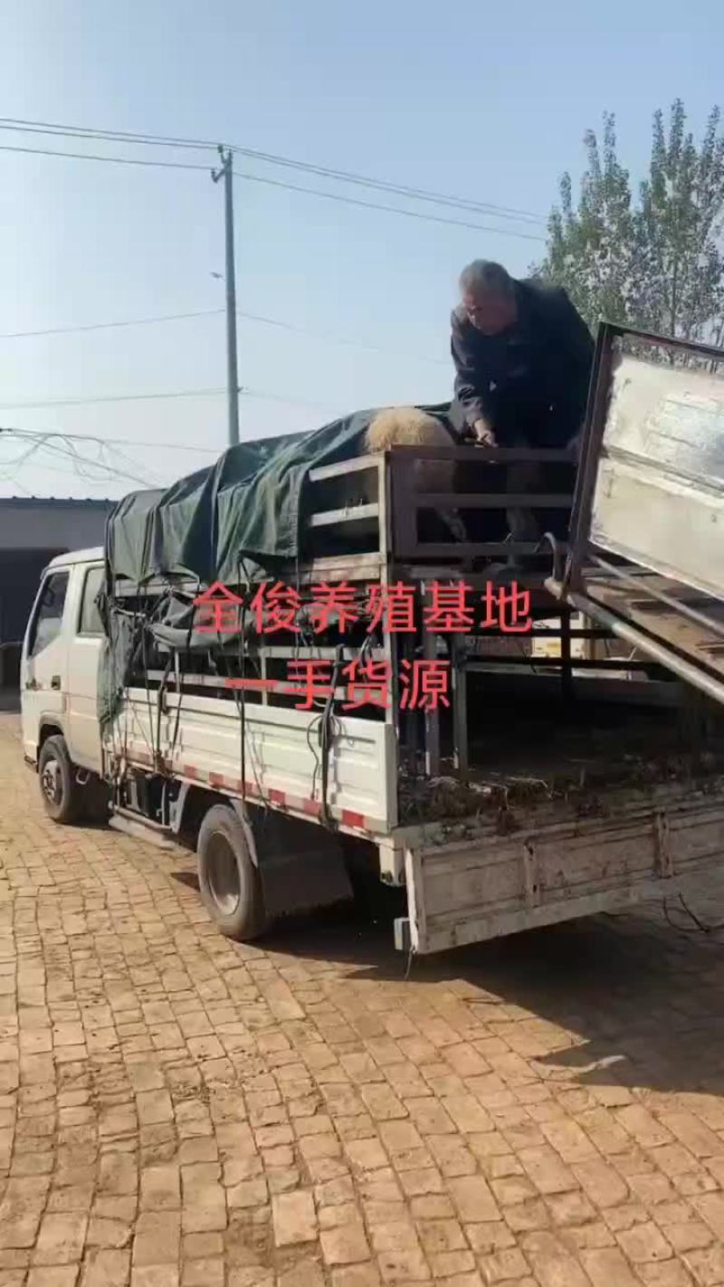 杜泊杂交白山羊波尔山羊种公羊黑山羊羊苗都有