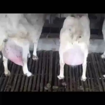 鲜羊奶