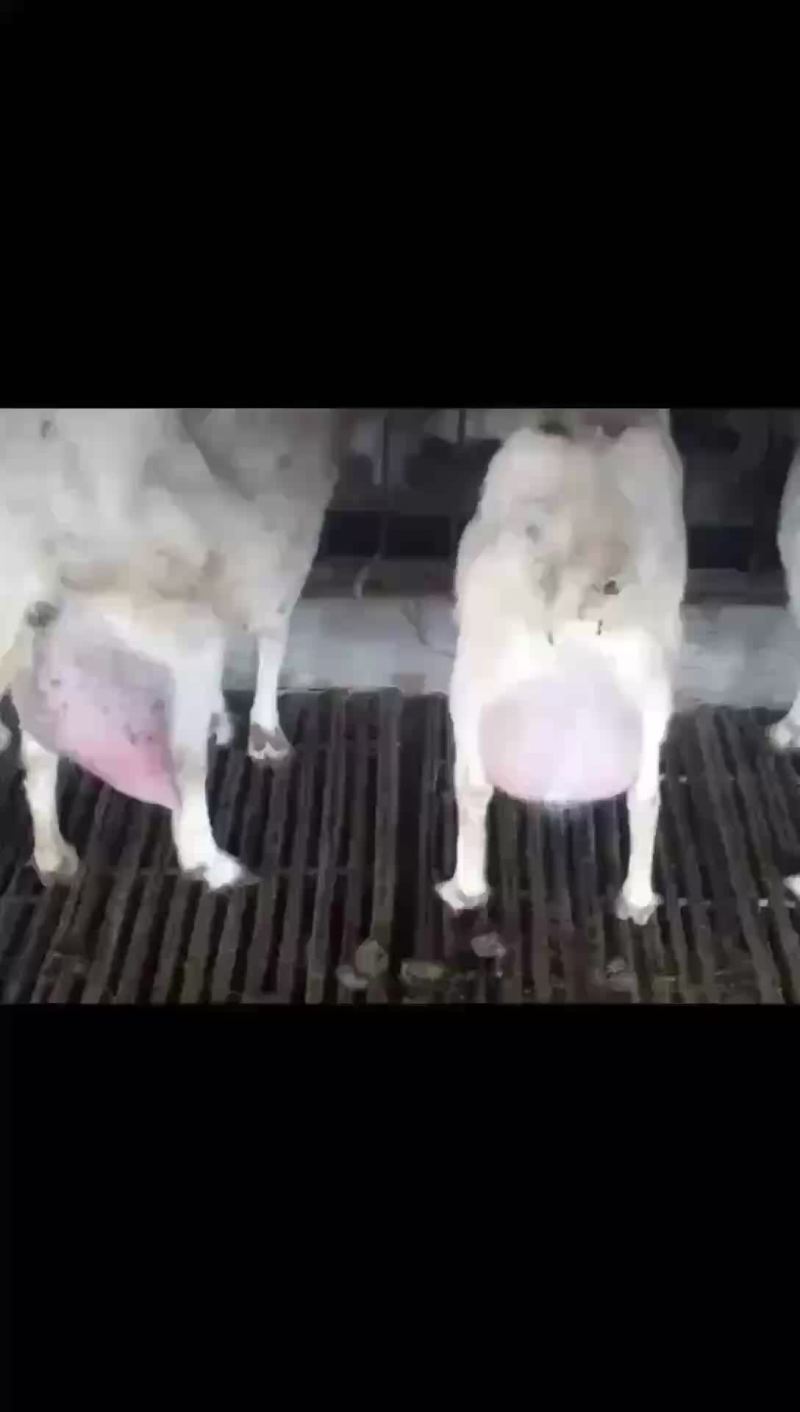 鲜羊奶