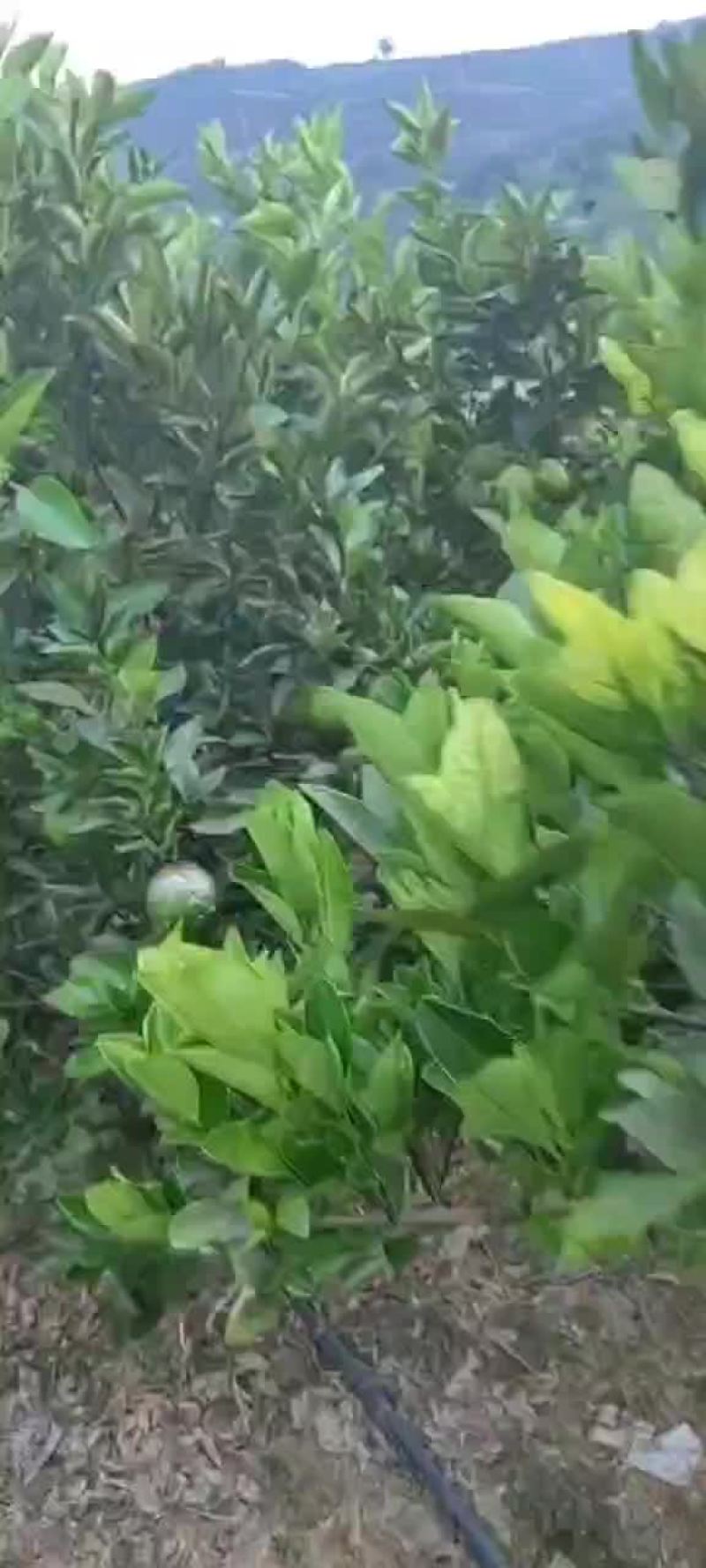 冰糖橙热销中