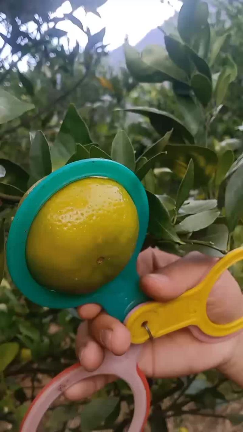 皇帝柑可以出货了