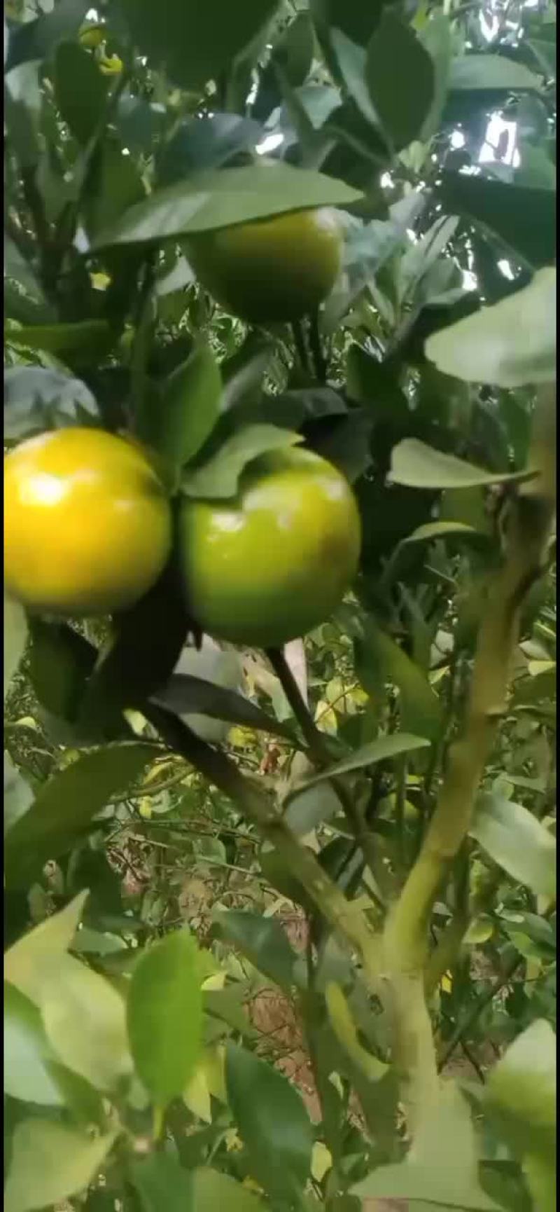 皇帝柑可以出货了