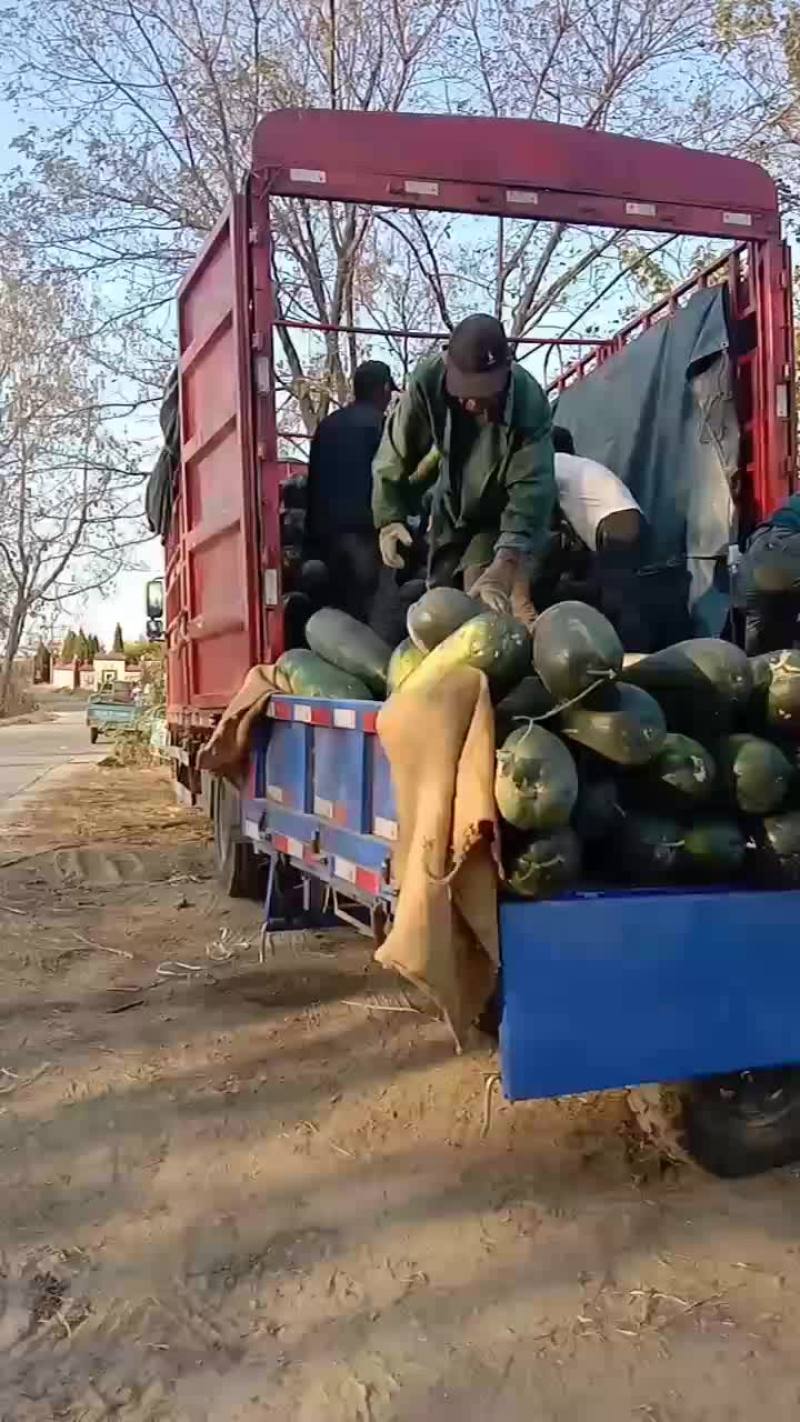 黑皮冬瓜全国发货质量好，价格便宜