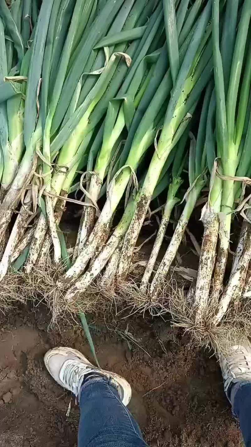 长白大葱