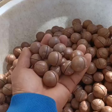 供应夏威夷坚果