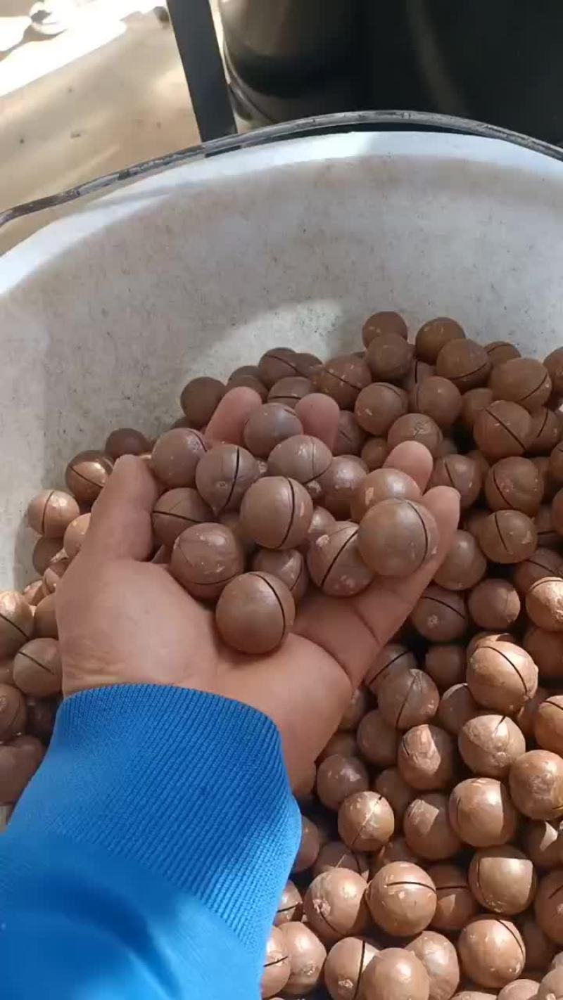 供应夏威夷坚果