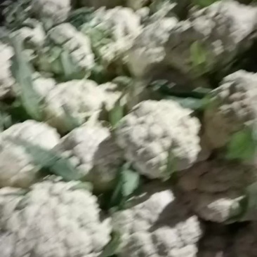 徐州沛县有机花菜大量上市中有需要的老板联系