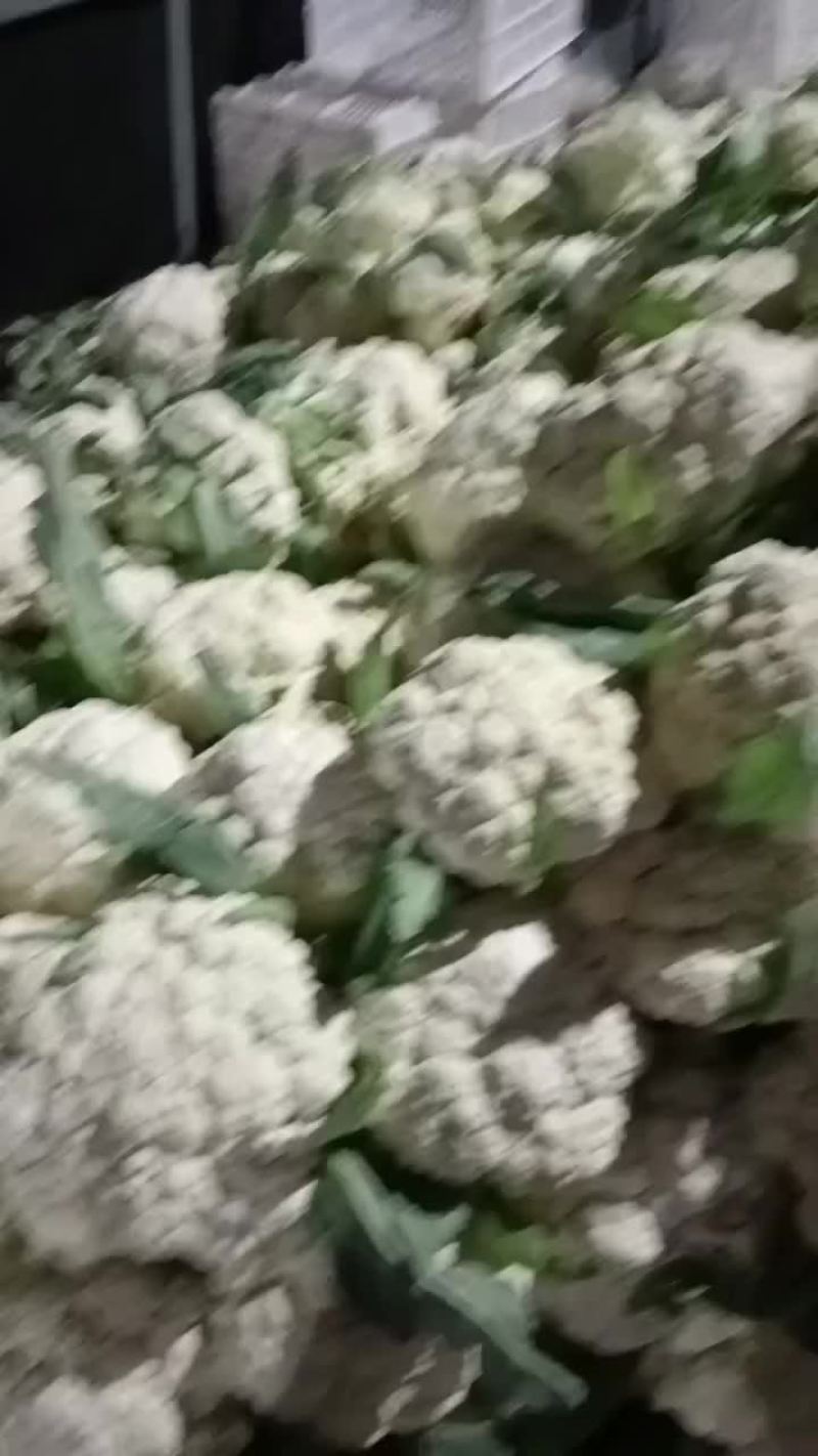 徐州沛县有机花菜大量上市中有需要的老板联系